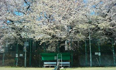 専用の桜
